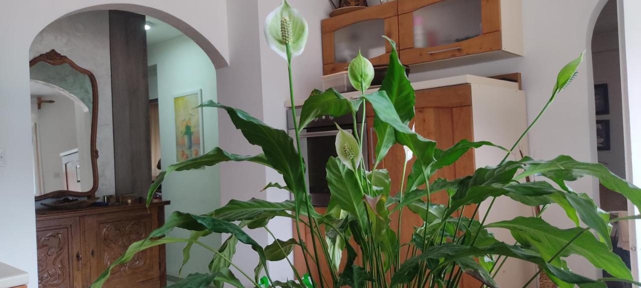 Apartment Oaza 科托尔 外观 照片